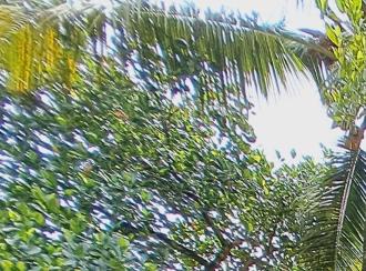 Residential House Villa for Sale in Alleppey, Alappuzha, Thathampally, Cheramankulangara