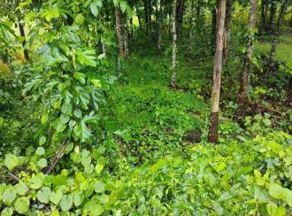 Residential Land for Sale in Ernakulam, Koothattukulam, Koothattukulam