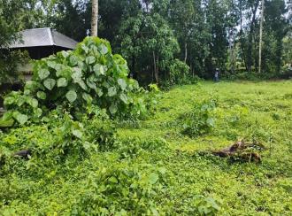 Residential Land for Sale in Ernakulam, Koothattukulam, Koothattukulam