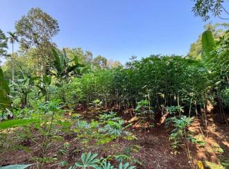 Residential Land for Sale in Pathanamthitta, Kozhencherry, Kozhencherry