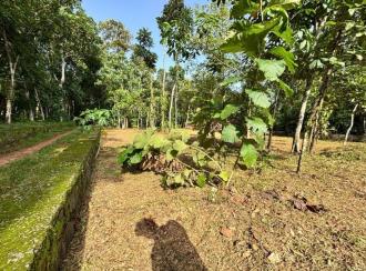 Residential Land for Sale in Pathanamthitta, Thiruvalla, Nellad, pulladipadi