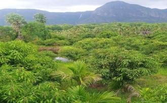 Residential Land for Sale in Palakkad, Kollengode, Thamarapadam