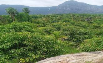 Residential Land for Sale in Palakkad, Kollengode, Thamarapadam