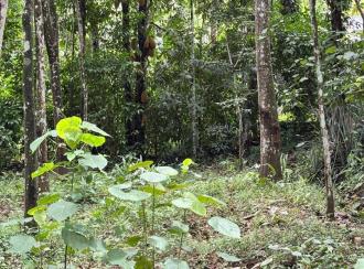 Residential Land for Sale in Pathanamthitta, Konni, Konni