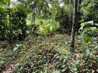 Residential Land for Sale in Pathanamthitta, Konni, Konni