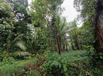 Residential Land for Sale in Kannur, Pazhayangadi, Pullanjida