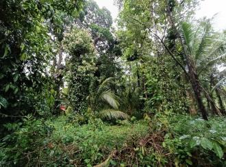 Residential Land for Sale in Kannur, Pazhayangadi, Pullanjida