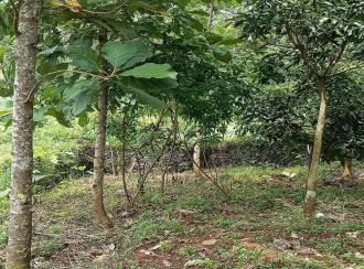 വാസയോഗ്യമായ ഭൂമി വില്പനയ്ക്ക് Thrissur, Mannuthy, Chembuthra