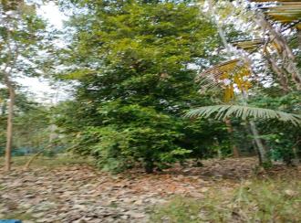 Residential Land for Sale in Alleppey, Cherthala, Muhamma