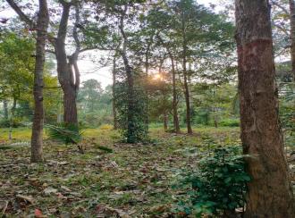 Residential Land for Sale in Alleppey, Cherthala, Muhamma