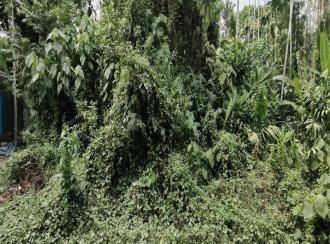 Residential Land for Sale in Ernakulam, Paravur, Chendamangalam