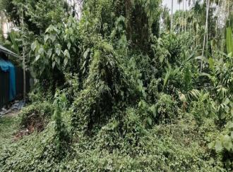 Residential Land for Sale in Ernakulam, Paravur, Chendamangalam