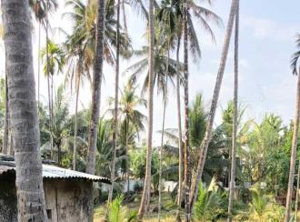 Residential Land for Sale in Malappuram, Nilambur, Chandakunnu