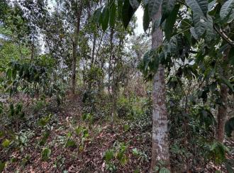 Residential Land for Sale in Pathanamthitta, Thiruvalla, Mundiyapally, mundiyapalli