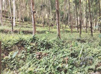 Residential Land for Sale