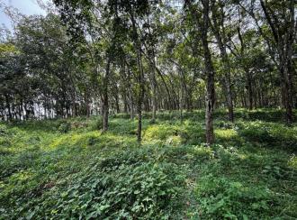 Residential Land for Sale in Pathanamthitta, Pathanamthitta, Kadamanitta, CHANDUKAV