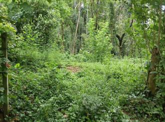 Residential Land for Sale in Palakkad, Alathur, Alathur, Cheekode