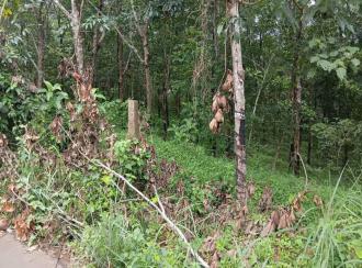 Residential Land for Sale in Palakkad, Alathur, Alathur, Cheekode