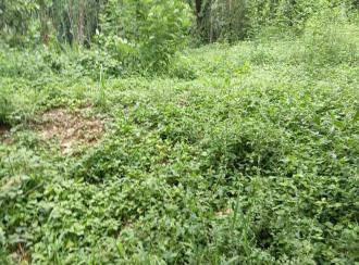 Residential Land for Sale in Palakkad, Alathur, Alathur, Cheekode