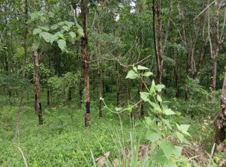 Residential Land for Sale in Palakkad, Alathur, Alathur, Cheekode