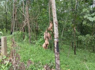 Residential Land for Sale in Palakkad, Alathur, Alathur, Cheekode