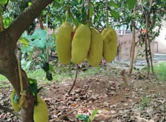 Residential Land for Sale in Trivandrum, Thiruvananthapuram, Peyad, Peyad Main road Alakunnam Bus Stop