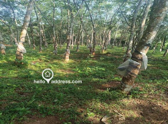 Rubber plantation