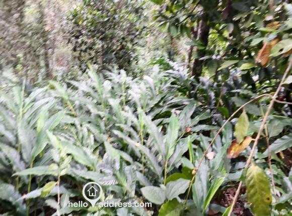 Agricultural Land for Sale