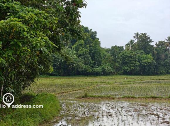 Agricultural Land for Sale