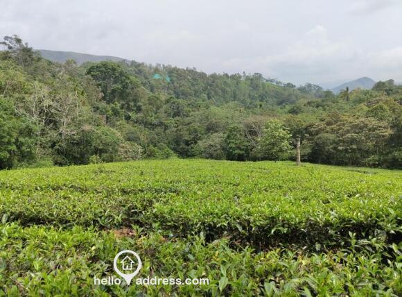 1.75 acre property (urgent sale..)