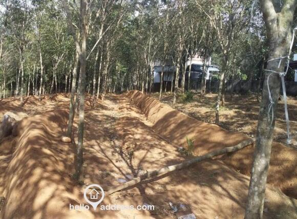 71 cents rubber plantation for sale in kulutupuzha