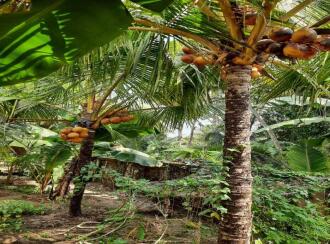 Residential Land for Sale in Alleppey, Alappuzha, Thathampally