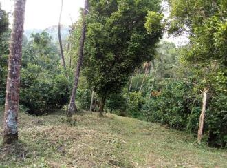 കൃഷി ഭൂമി വില്പനയ്ക്ക് Calicut, Koodaranji, Peedikapara