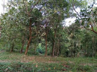 കൃഷി ഭൂമി വില്പനയ്ക്ക് Calicut, Koodaranji, Peedikapara