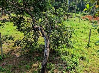 Commercial Land for Sale in Ernakulam, Kothamangalam, Kothamangalam town, Near to beverage