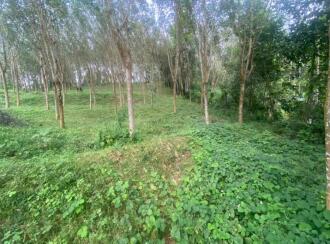 Residential Land, Ernakulam