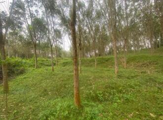 Residential Land for Sale in Ernakulam, Peppathy, Peppathy, 100 METRE FROM THOTTAPPADY-CHERUKARA ROAD. 1 KM FROM THOTTAPPADY