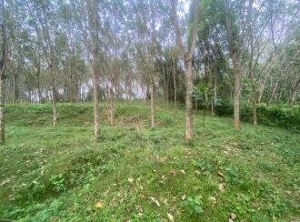 Residential Land for Sale in Ernakulam, Peppathy, Peppathy, 100 METRE FROM THOTTAPPADY-CHERUKARA ROAD. 1 KM FROM THOTTAPPADY