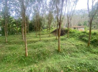 Residential Land for Sale in Ernakulam, Peppathy, Peppathy, 100 METRE FROM THOTTAPPADY-CHERUKARA ROAD. 1 KM FROM THOTTAPPADY