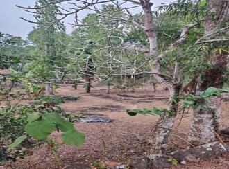 Residential House Villa for Sale in Pathanamthitta, Mallappally, Kalloopara, near Madukkoli jn, Thiruvalla - Mallappally Rd, Mallappally