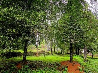 Residential Land for Sale in Ernakulam, Muvattupuzha, Memadangu, Near Kavana Bridge