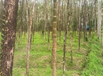 Residential Land for Sale in Palakkad, Karimba, Edakurissi, GLP School Kappadam.