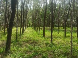 Residential Land for Sale in Palakkad, Karimba, Edakurissi, GLP School Kappadam.