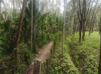 Residential Land for Sale in Palakkad, Karimba, Edakurissi, GLP School Kappadam.