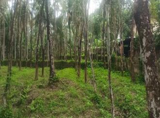 Residential Land for Sale in Palakkad, Karimba, Edakurissi, GLP School Kappadam.