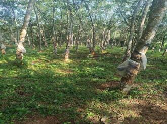 Industrial Land for Sale in Kollam, Kottarakkara, Kottathala