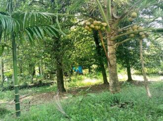 Residential Land for Sale in Ernakulam, Ernakulam town, Poovathussery, Poovathussery junction