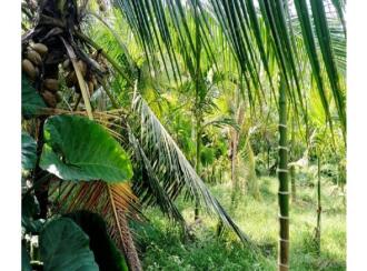 Residential Land for Sale in Ernakulam, Ernakulam town, Poovathussery, Poovathussery junction