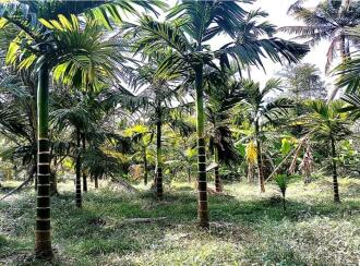 Residential Land for Sale in Ernakulam, Ernakulam town, Poovathussery, Poovathussery junction