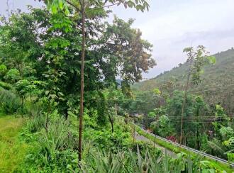 Agricultural Land for Sale in Pathanamthitta, Ranni, Athikkayam, Athikkayam